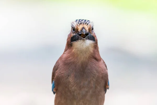 Front View porträtt ung eurasiska Jay Bird — Stockfoto