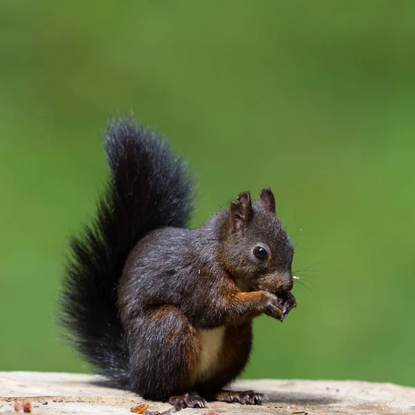 Bir fındık oturan Avrasya kırmızı sincap (sciurus vulgaris)