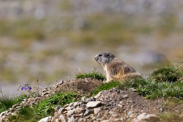 Groundhog Day (Marmota monax) zittend onder zijn grot — Stockfoto