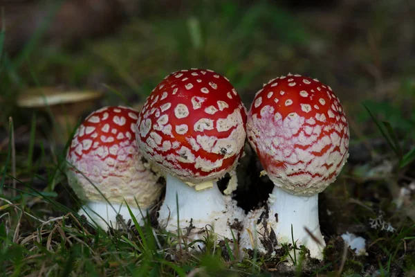 Trois champignons mouches-agariques naturels dans la prairie — Photo