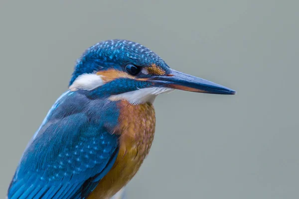 Close-up colorful eurasian kingfisher (alcedo atthis) — Stock Photo, Image