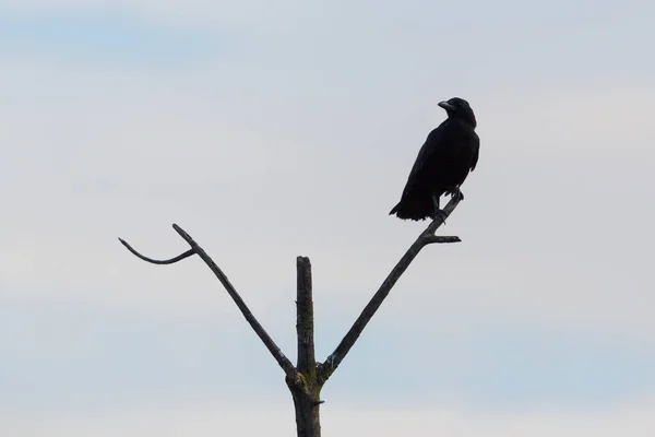 Carrion Crow (Corvus Corone) sylwetka stojący na gałęzi — Zdjęcie stockowe