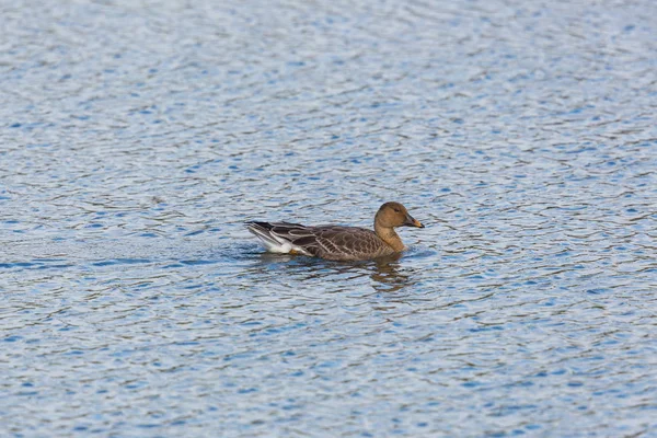 One gray goose (anser anser) swimming in glittering water — Stock Photo, Image