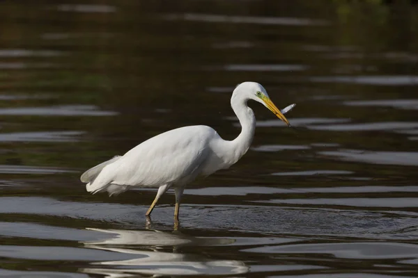 어두운 배경에 물고기와 큰 흰색 egret (egretta 알바) — 스톡 사진