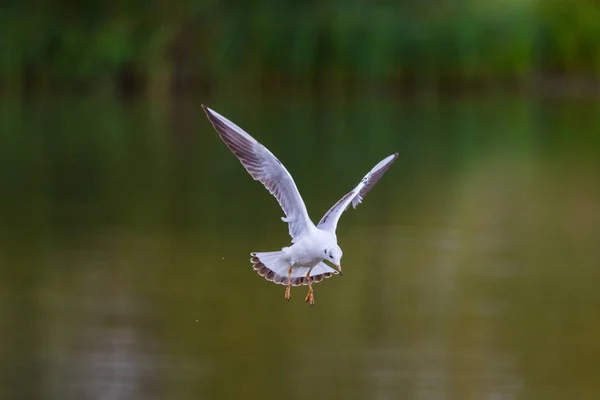 Retrato detalhado da gaivota voadora natural de cabeça preta — Fotografia de Stock