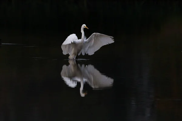 yansıyan büyük beyaz egret (egretta alba) karanlık suda iniş