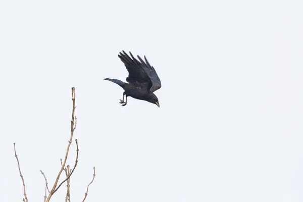 Силуэт карриона ворона (Corvus corone) — стоковое фото