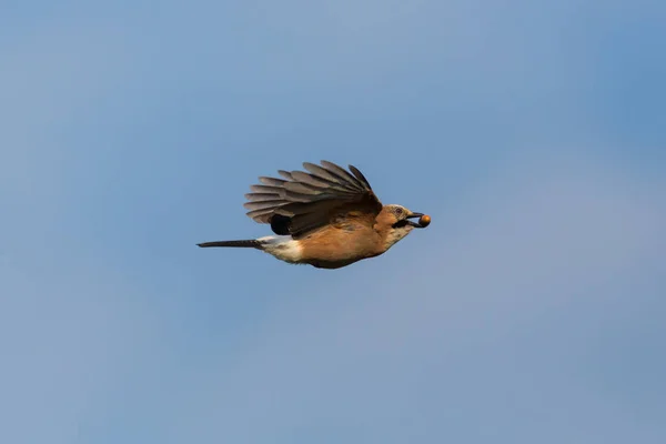 avrasya jay (garrulus glandarius) gaga meşe palamudu ile uçuş