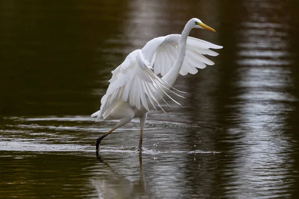 doğal büyük beyaz egret (egretta alba) su üzerinde yürüyüş