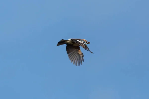 Eichelhäher (garrulus glandarius) mit Eichel, blauer Himmel — Stockfoto