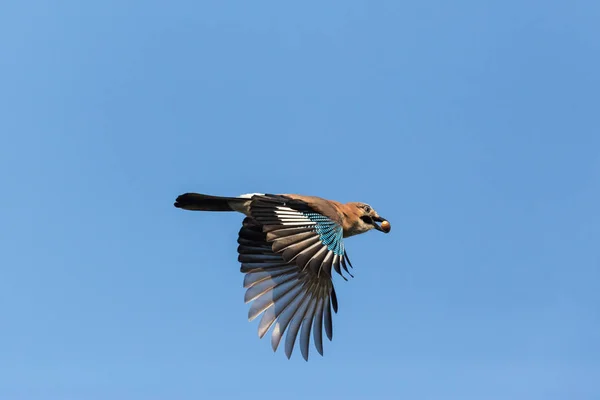 güneşli bir günde uçuş sırasında meşe palamudu ile avrasya jay
