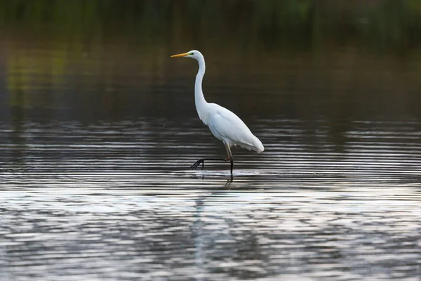 Gran garza blanca (egretta alba) caminando y vadeando en el agua — Foto de Stock