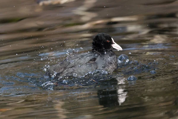 Negro coot (fulica atra) aseo en el agua — Foto de Stock