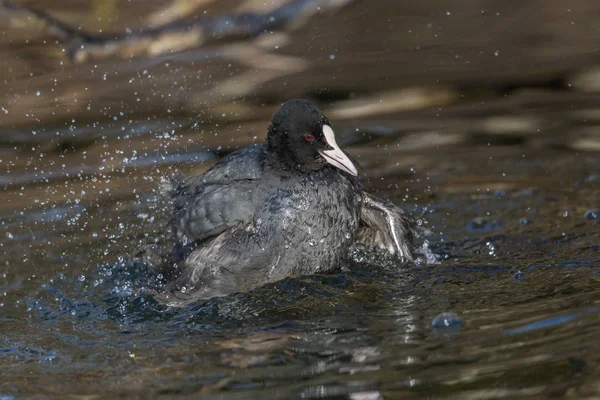 Negro coot (fulica atra) aseo en el agua — Foto de Stock