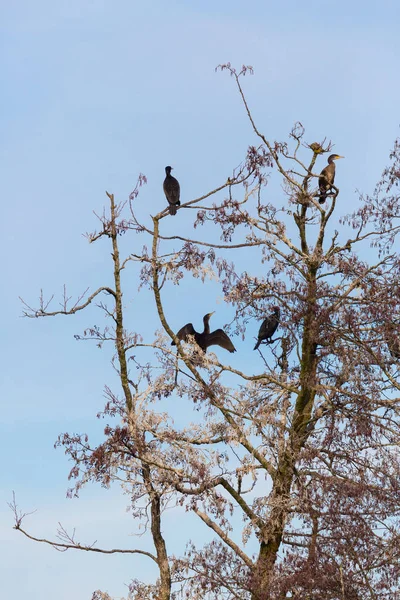 Grandes corvos-marinhos (phalacrocorax carbo) sentados na árvore — Fotografia de Stock