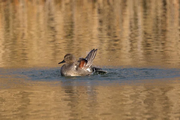 Close-up natação macho gadwall pato (anas strepera ) — Fotografia de Stock