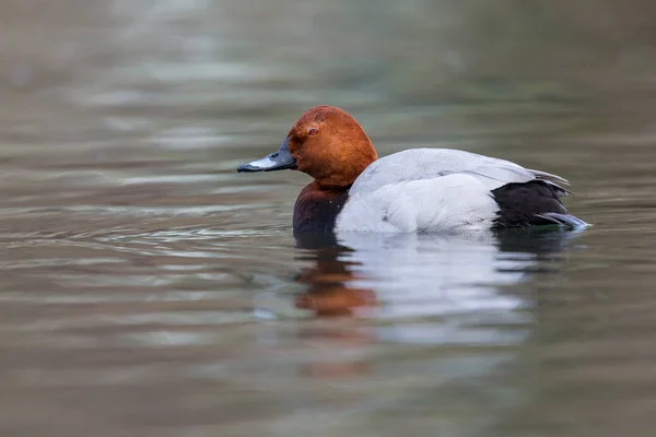 Eurasian pochard duck (aythya ferina) swimming in water — Stock Photo, Image