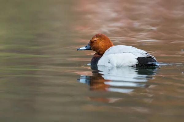 Eurasian male pochard duck (aythya ferina) swimming — Stock Photo, Image