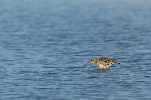 Nyugati curlew (Numenius arquata) a tó táplálékszerzése során — Stock Fotó