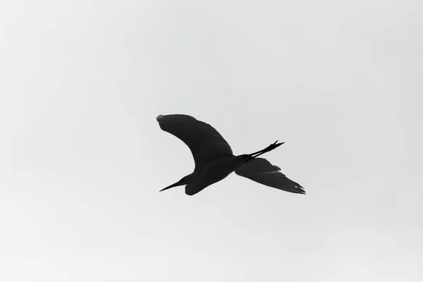Silhouette of isolated flying great white egret (egretta alba) — Stock Photo, Image