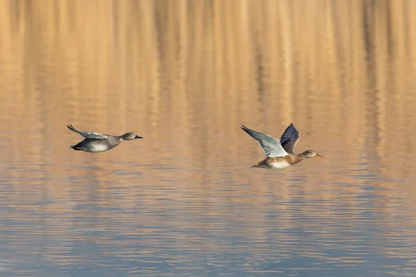 Pareja de pato gadwall (anas strepera) volando sobre la superficie del agua — Foto de Stock