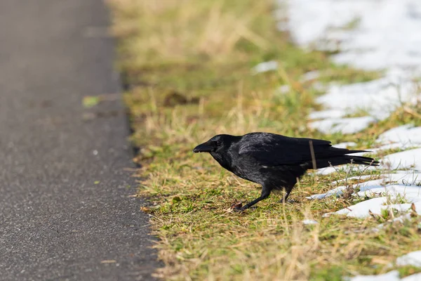 carrion crow raven (corvus corone) standing in meadow, street