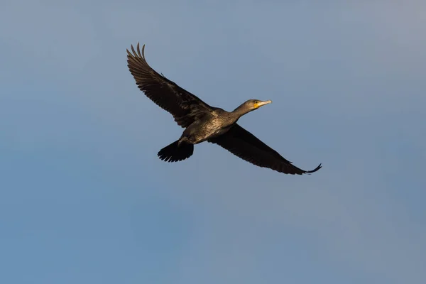 Uçan büyük karabatak (phalacrocorax carbo) mavi gökyüzünde — Stok fotoğraf