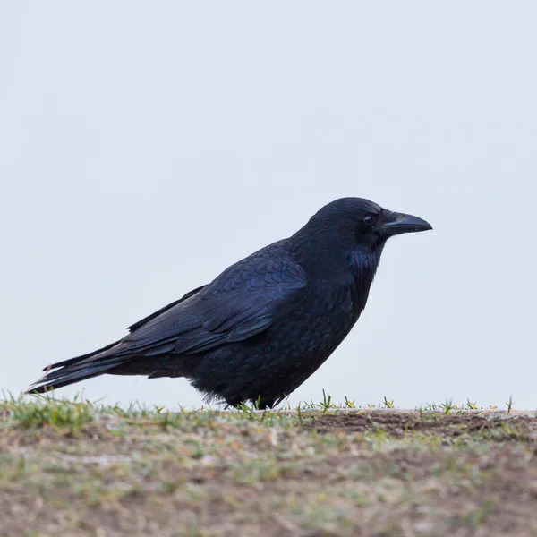 Geïsoleerde Carrion Crow (Corvus corone) staande op de grond — Stockfoto