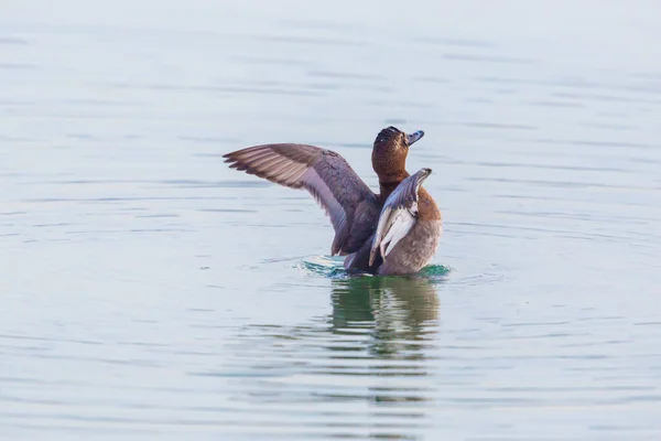 Pato pochard hembra eurasiático (aythya ferina) con alas extendidas —  Fotos de Stock