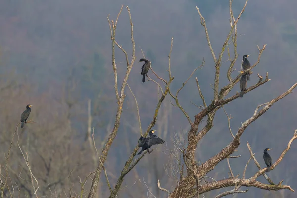 Vários grandes corvos-marinhos (phalacrocorax carbo) sentado na árvore — Fotografia de Stock