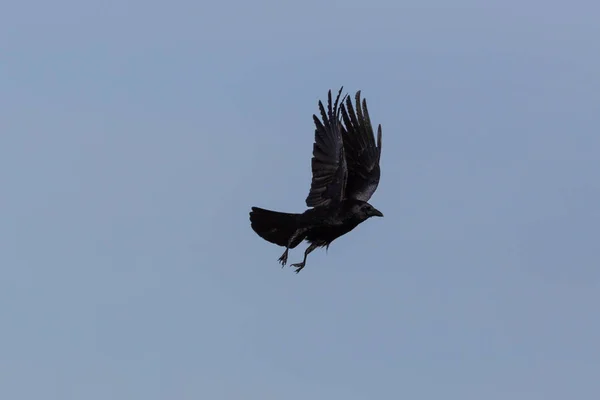 Канонерський ворон (корвус корона) в польоті, розтягнути крила, блакитне небо — стокове фото