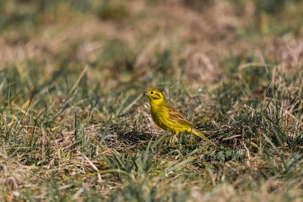 Gulhornsklöver (emberiza citrinella) på vall — Stockfoto