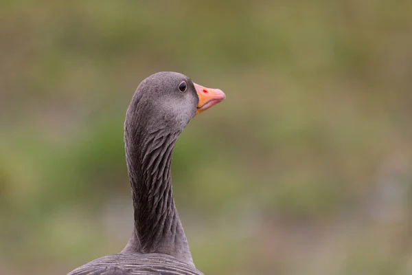 Portrait isolated gray goose head (anser anser) — Stock Photo, Image