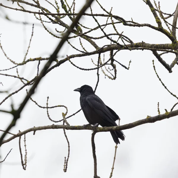 Aaskrähen-Rabe (Corvus corone) sitzt in Zweigen — Stockfoto