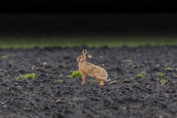 kahverengi tavşan (lepus europaeus) bir alanda oturan
