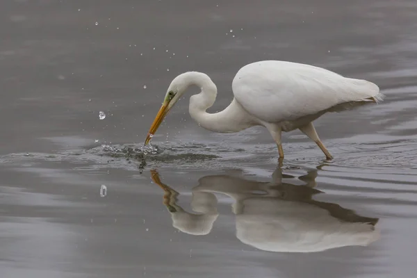 사냥 하는 동안 큰 흰색 egret (egret 알바) — 스톡 사진