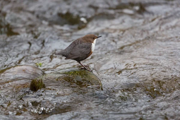 Witkeeldipper (Cinclus cinclus) die in een stroom staat — Stockfoto