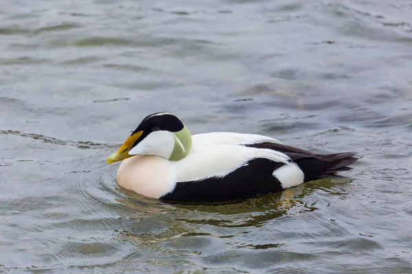 Közeli kilátás férfi Eider kacsa (Somateria mollissima) úszás — Stock Fotó