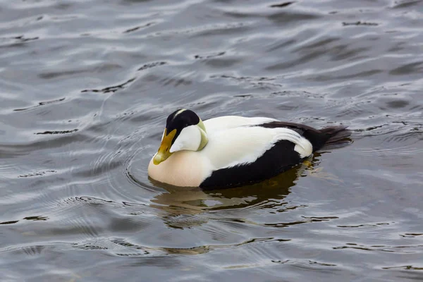 Portre erkek eider ördek (somateria mollissima) yüzme — Stok fotoğraf