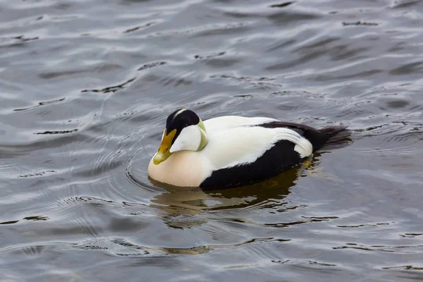 Portré férfi Eider kacsa (Somateria mollissima) úszás — Stock Fotó