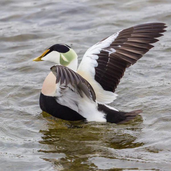 特写 雄性普通雄性鸭（索马蒂利亚莫利西玛）在水中 — 图库照片
