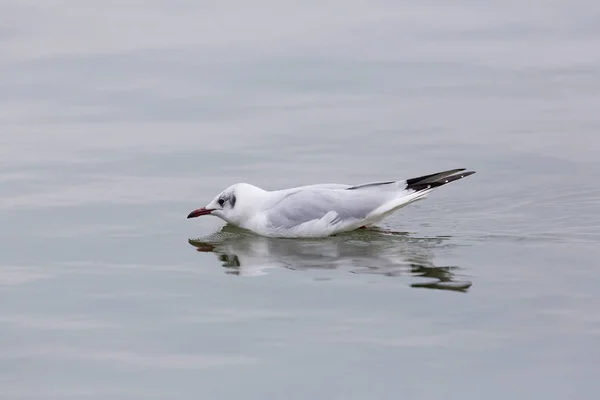 Una gaviota común de cabeza negra natural (Larus ridibundus) nadando —  Fotos de Stock