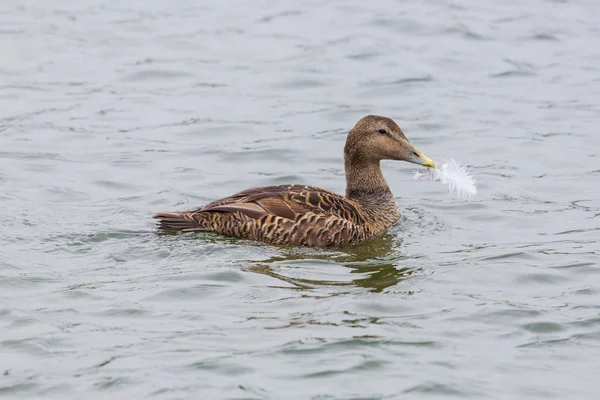 Vrouwelijke Eider eend (Somateria mollissima), witte veer in snavel — Stockfoto