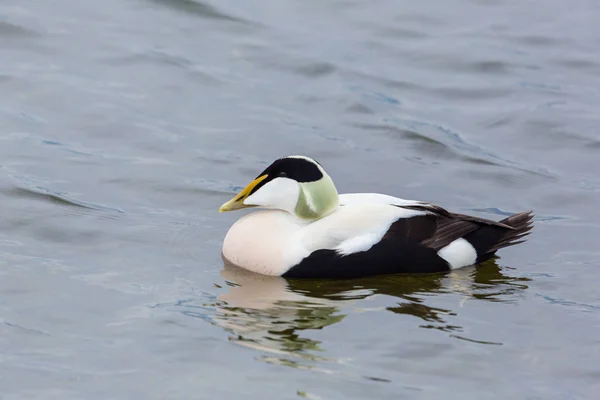 Szczegółowy widok z boku samiec Eider kaczka (Somateria mollissima) — Zdjęcie stockowe