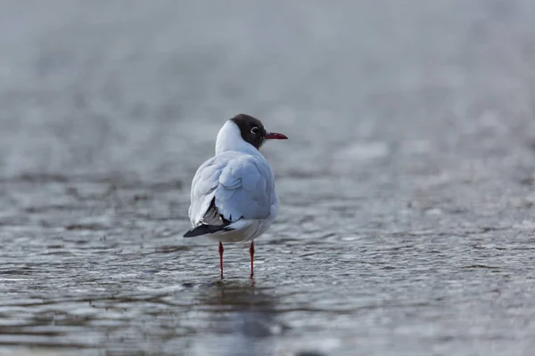 Běžný Racek černohlavý (Larus ridibundus) stojící ve vodě — Stock fotografie