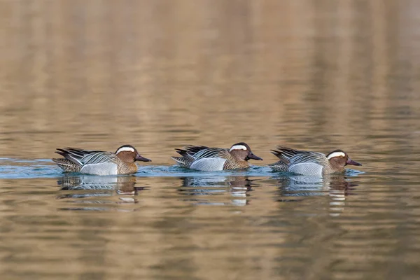 Tres patos garganey macho (anas querquedula) nadando — Foto de Stock