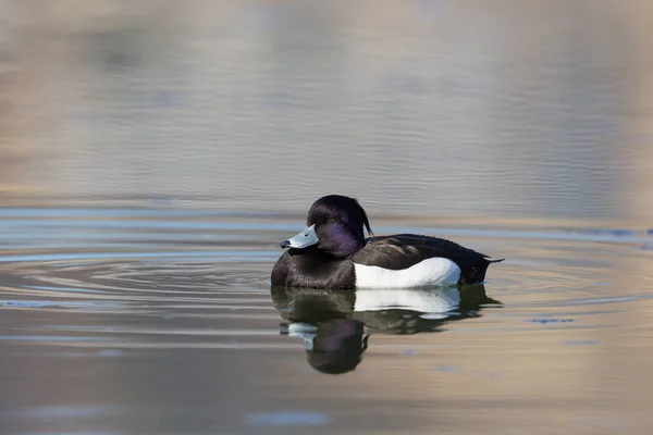 Mannelijke getufte eend (Aythya fuligula) slapen op het water — Stockfoto