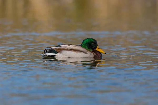 Close-up swimming male mallard duck (anas platyrhynchos) — Stock Photo, Image