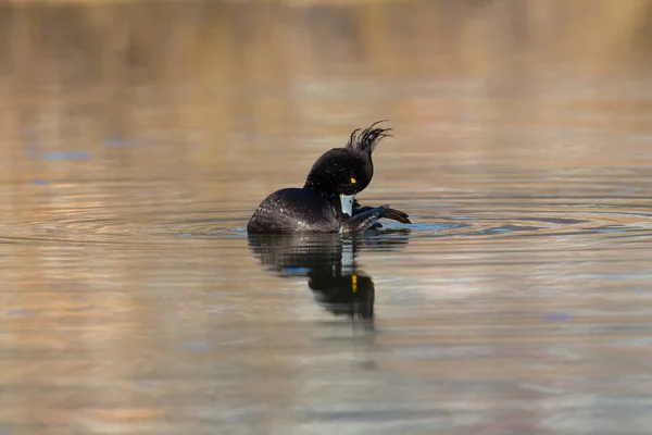 Ritratto di femmina tufted duck (Aythya fuligula) governare — Foto Stock