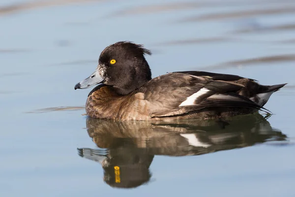 Female mirrored tufted duck (Aythya fuligula) while swimming — Stock Photo, Image